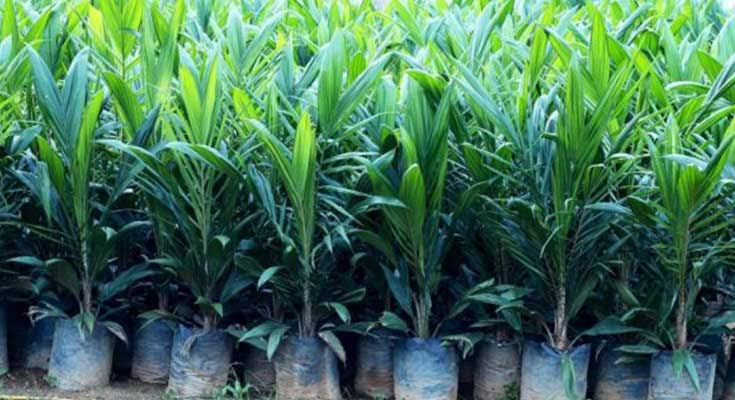 Disbunnak Keswan Kampar Akan Salurkan Program Bibit Sawit Subsidi di Tahun 2026